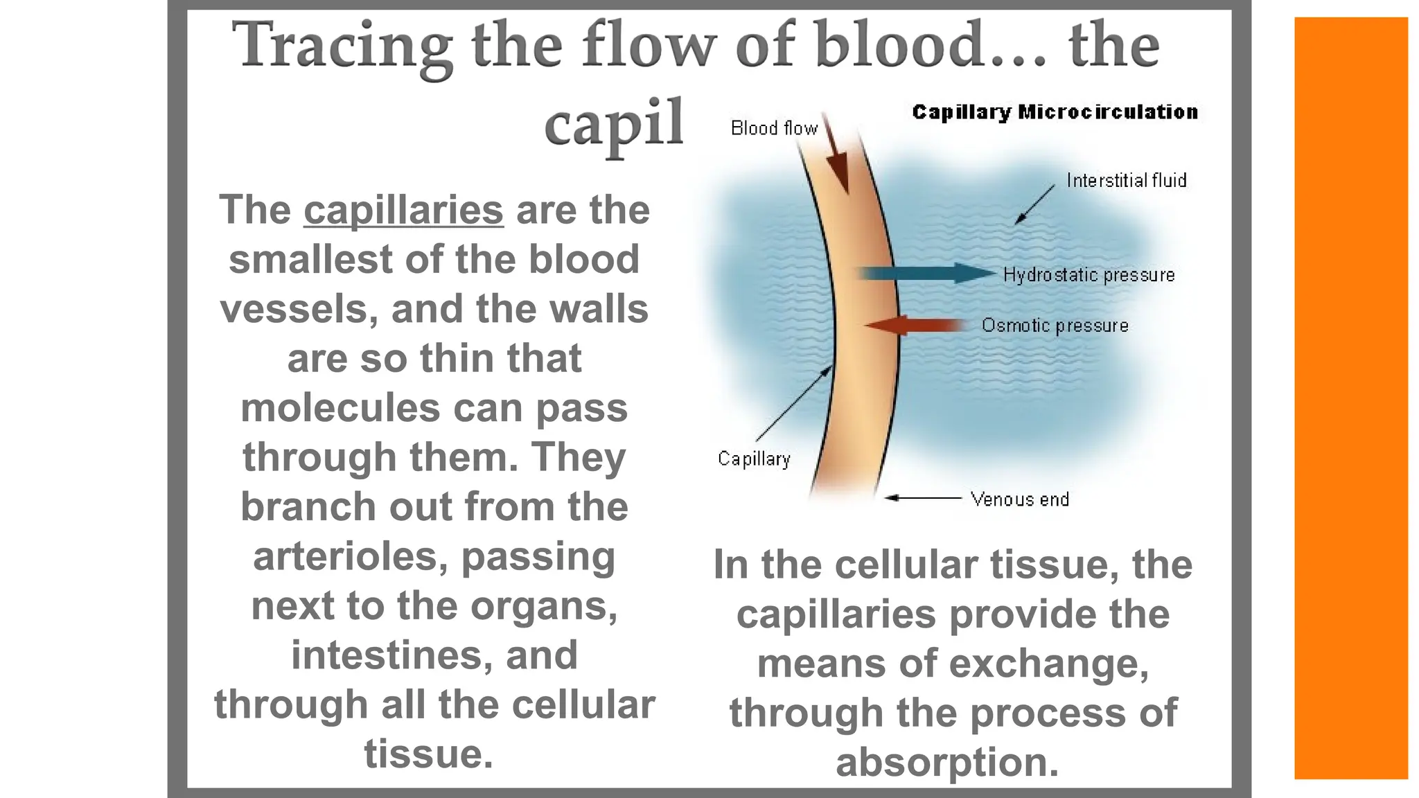 The capillaries are the
smallest of the blood
vessels, and the walls
are so thin that
molecules can pass
through them. They
branch out from the
arterioles, passing
next to the organs,
intestines, and
through all the cellular
tissue.
In the cellular tissue, the
capillaries provide the
means of exchange,
through the process of
absorption.
 