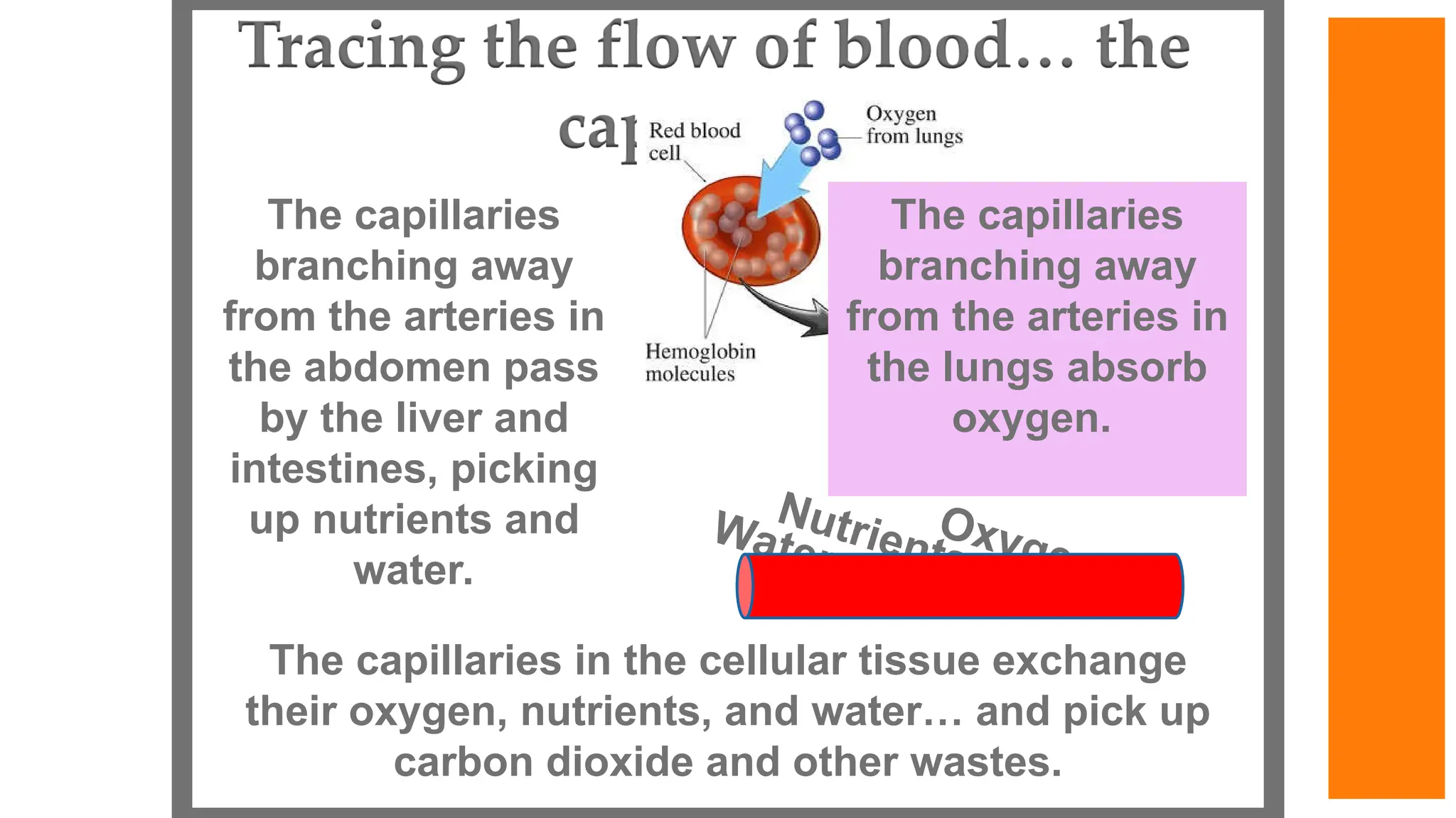 The capillaries
branching away
from the arteries in
the abdomen pass
by the liver and
intestines, picking
up nutrients and
water.
The capillaries in the cellular tissue exchange
their oxygen, nutrients, and water… and pick up
carbon dioxide and other wastes.
The capillaries
branching away
from the arteries in
the lungs absorb
oxygen.
Nutrients
Water
Oxygen
 
