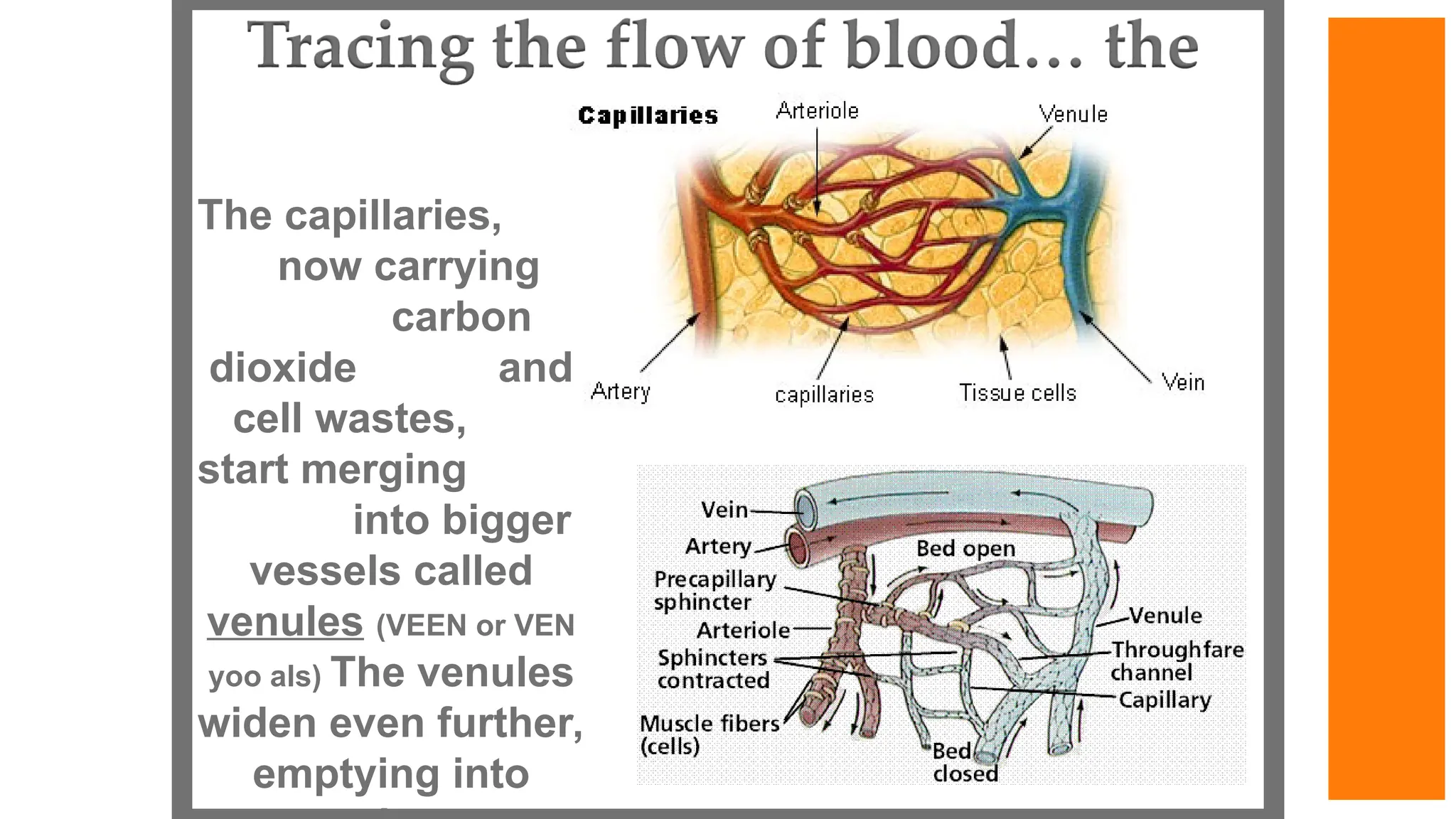 The capillaries,
now carrying
carbon
dioxide and
cell wastes,
start merging
into bigger
vessels called
venules (VEEN or VEN
yoo als) The venules
widen even further,
emptying into
 