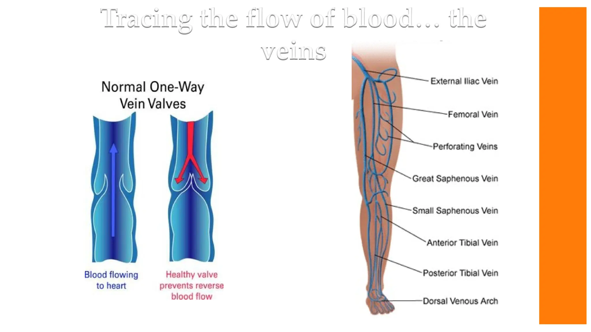 The veins
have valves
that prevent
the backflow
of blood.
Veins lead
back to the
heart.
 
