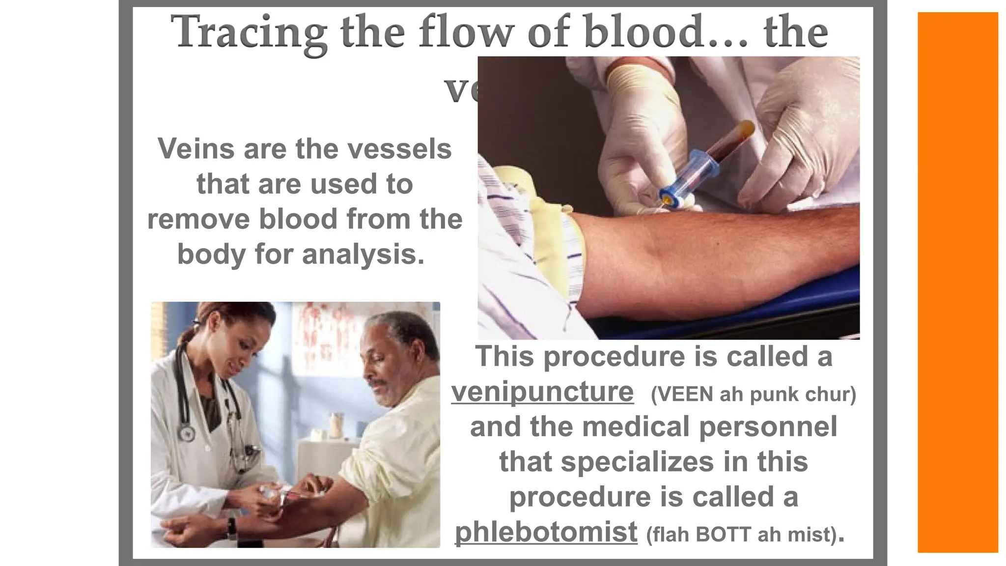 Veins are the vessels
that are used to
remove blood from the
body for analysis.
This procedure is called a
venipuncture (VEEN ah punk chur)
and the medical personnel
that specializes in this
procedure is called a
phlebotomist (flah BOTT ah mist).
 