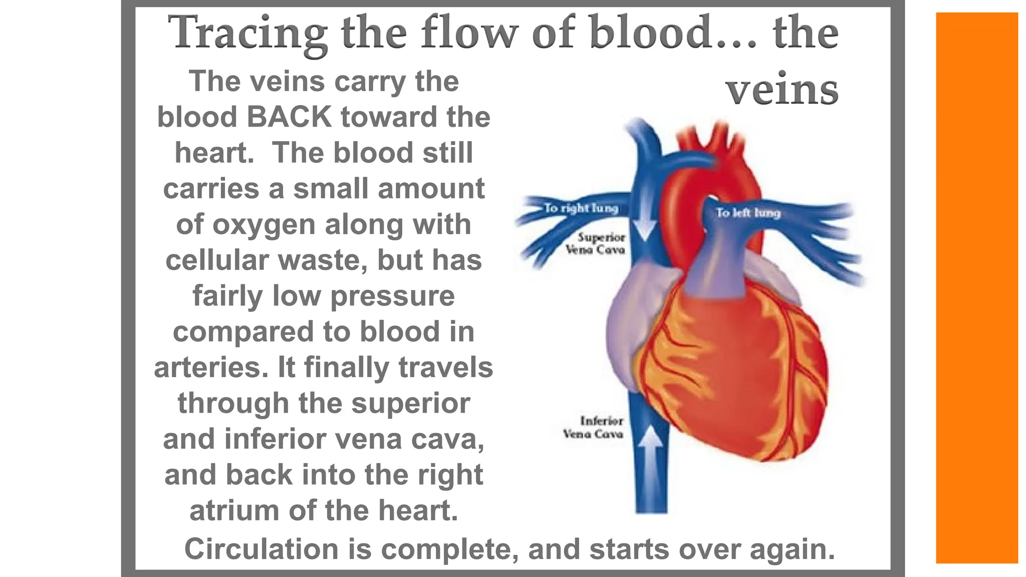 The veins carry the
blood BACK toward the
heart. The blood still
carries a small amount
of oxygen along with
cellular waste, but has
fairly low pressure
compared to blood in
arteries. It finally travels
through the superior
and inferior vena cava,
and back into the right
atrium of the heart.
Circulation is complete, and starts over again.
 