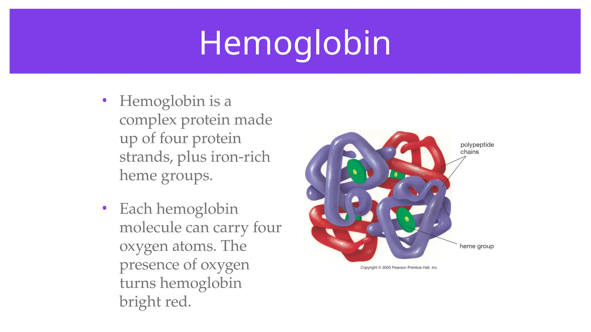 Hemoglobin
• Hemoglobin is a
complex protein made
up of four protein
strands, plus iron-rich
heme groups.
• Each hemoglobin
molecule can carry four
oxygen atoms. The
presence of oxygen
turns hemoglobin
bright red.
 