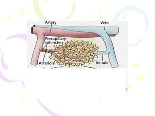Circulatory system histology | PPTX