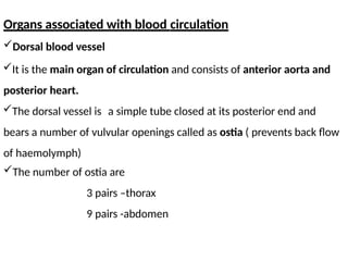 Organs associated with blood circulation
Dorsal blood vessel
It is the main organ of circulation and consists of anterior aorta and
posterior heart.
The dorsal vessel is a simple tube closed at its posterior end and
bears a number of vulvular openings called as ostia ( prevents back flow
of haemolymph)
The number of ostia are
3 pairs –thorax
9 pairs -abdomen
 