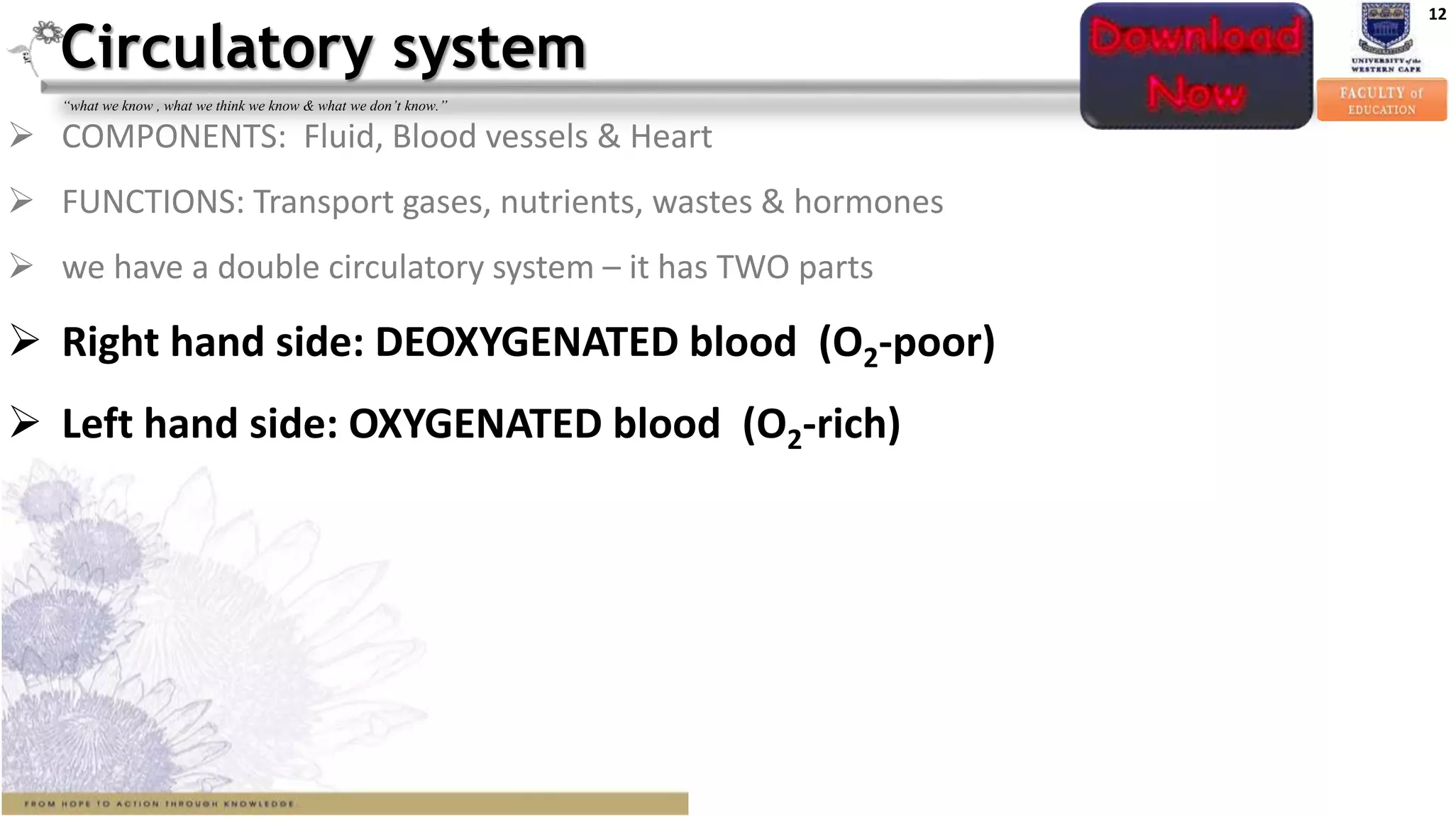 12
“what we know , what we think we know & what we don’t know.”
 COMPONENTS: Fluid, Blood vessels & Heart
 FUNCTIONS: Transport gases, nutrients, wastes & hormones
 we have a double circulatory system – it has TWO parts
 Right hand side: DEOXYGENATED blood (O2-poor)
 Left hand side: OXYGENATED blood (O2-rich)
Circulatory system
 