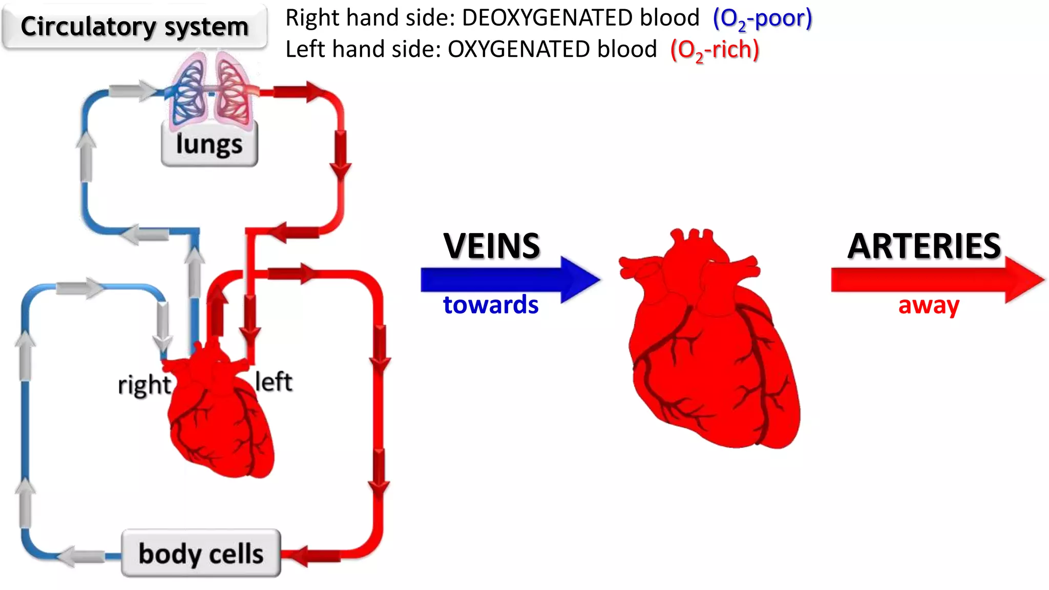Right hand side: DEOXYGENATED blood (O2-poor)
Left hand side: OXYGENATED blood (O2-rich)
Circulatory system
VEINS
towards
ARTERIES
away
 