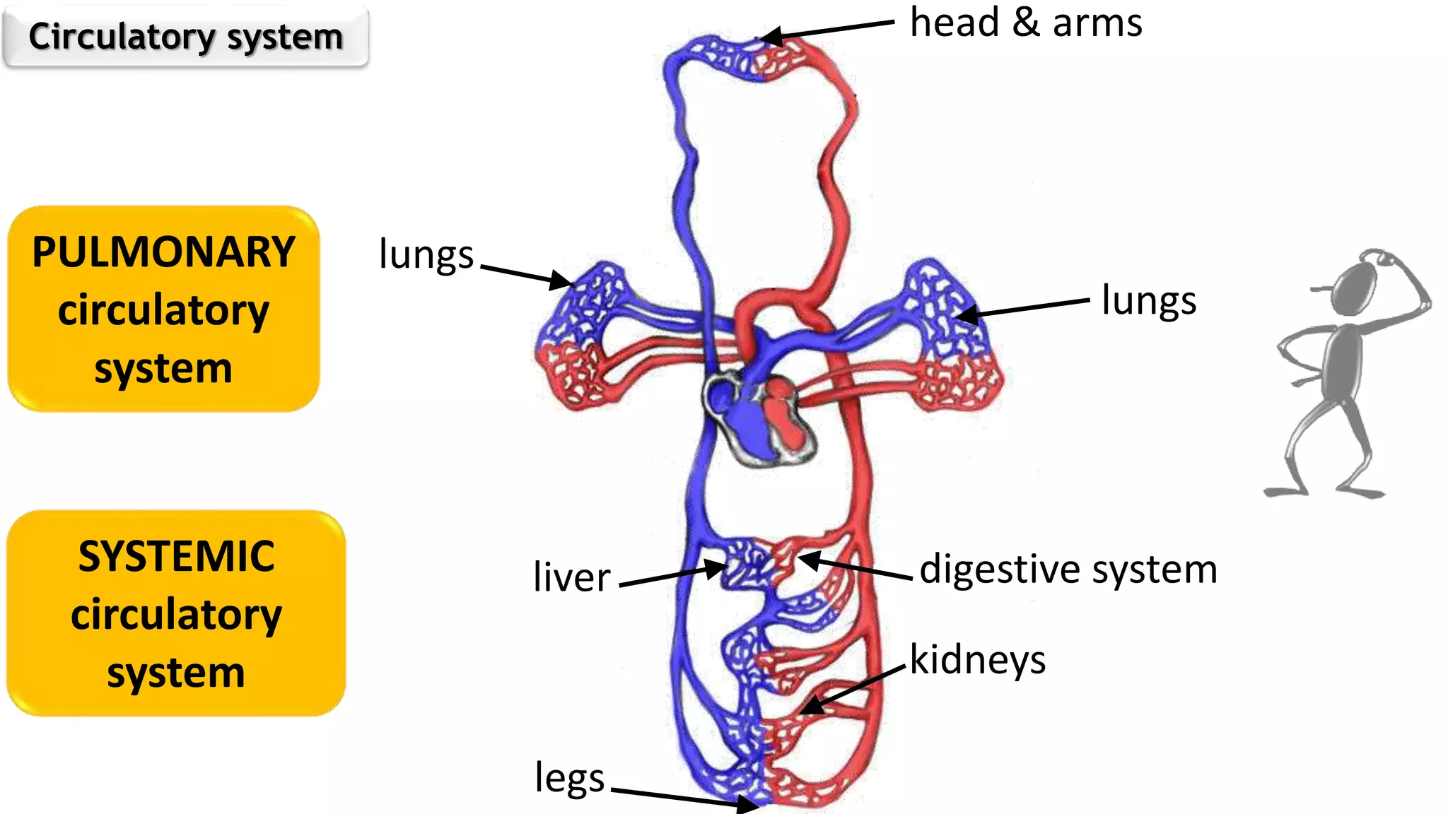 Circulatory system head & arms
lungs
digestive system
kidneys
lungs
liver
legs
PULMONARY
circulatory
system
SYSTEMIC
circulatory
system
 
