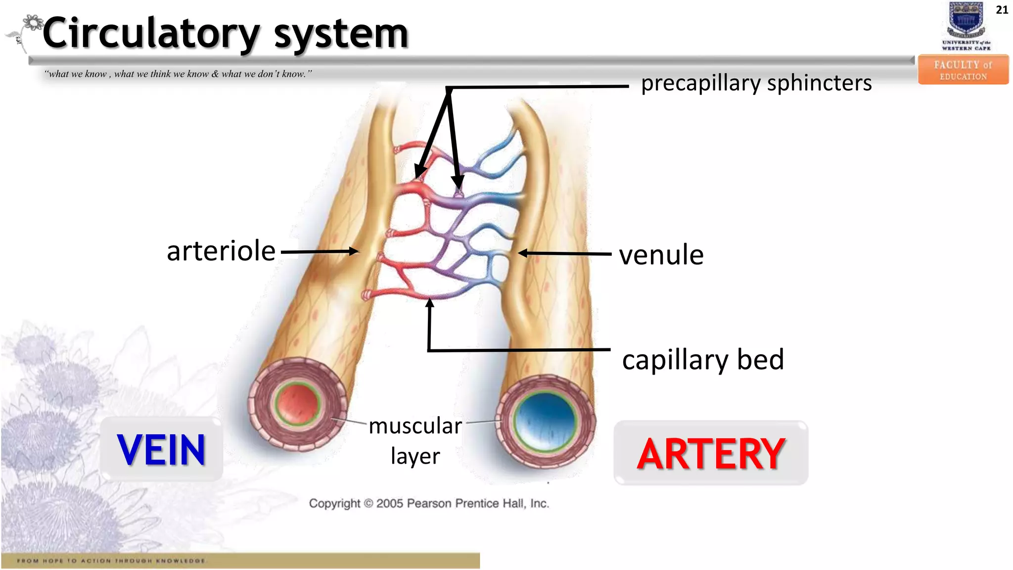 21
“what we know , what we think we know & what we don’t know.”
precapillary sphincters
ARTERY
capillary bed
arteriole
VEIN
venule
muscular
layer
Circulatory system
 