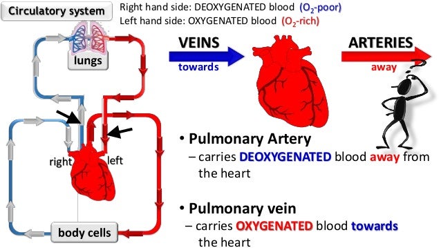 Circulatory system intro Circulatory system intro