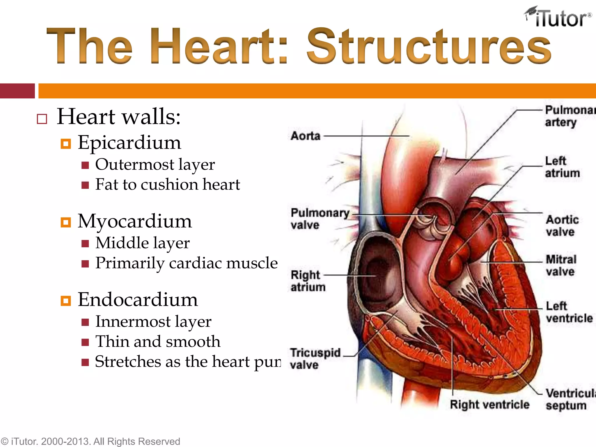  Heart walls:
 Epicardium
 Outermost layer
 Fat to cushion heart
 Myocardium
 Middle layer
 Primarily cardiac muscle
 Endocardium
 Innermost layer
 Thin and smooth
 Stretches as the heart pumps
© iTutor. 2000-2013. All Rights Reserved
 