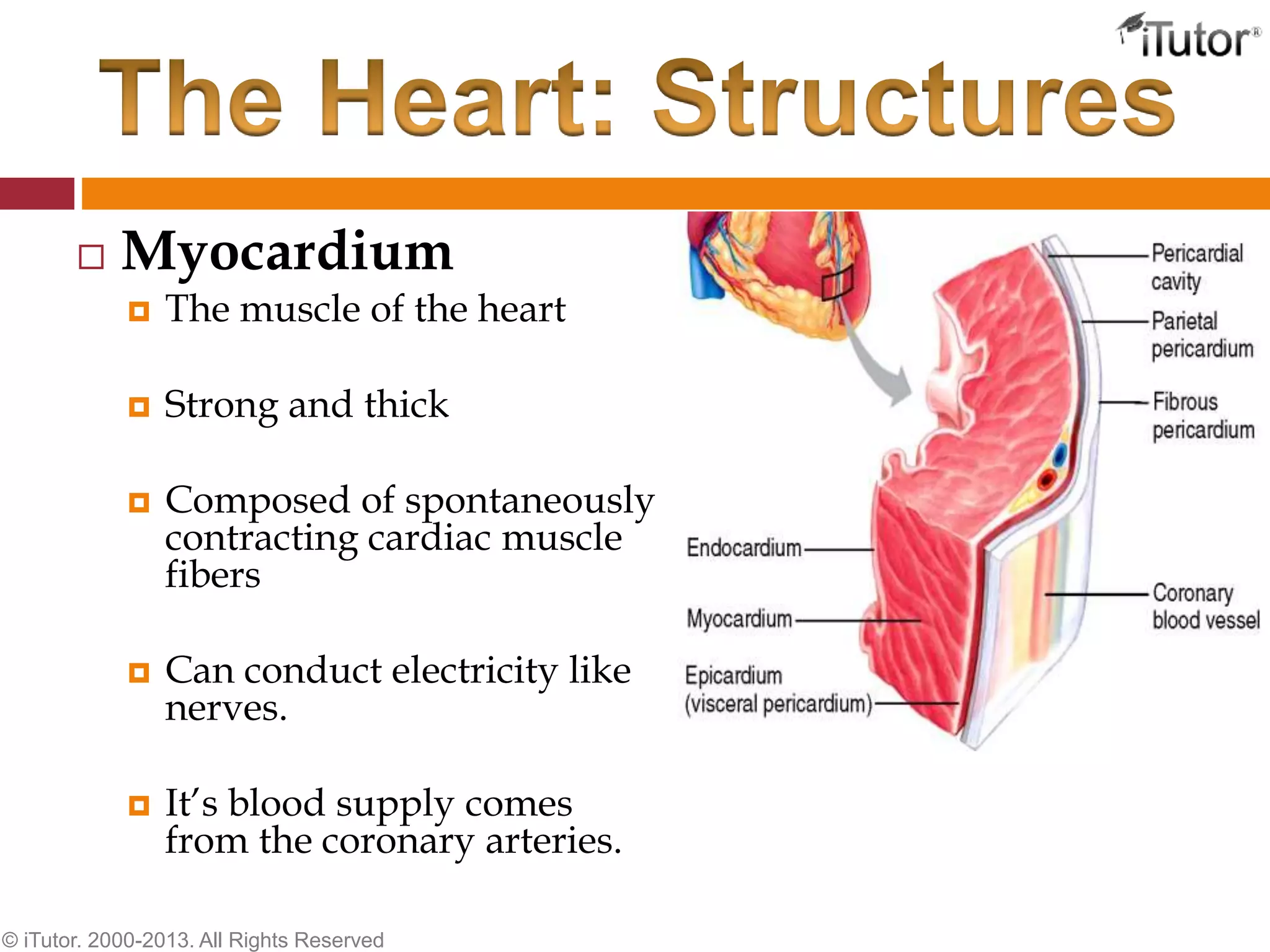  Myocardium
 The muscle of the heart
 Strong and thick
 Composed of spontaneously
contracting cardiac muscle
fibers
 Can conduct electricity like
nerves.
 It’s blood supply comes
from the coronary arteries.
© iTutor. 2000-2013. All Rights Reserved
 