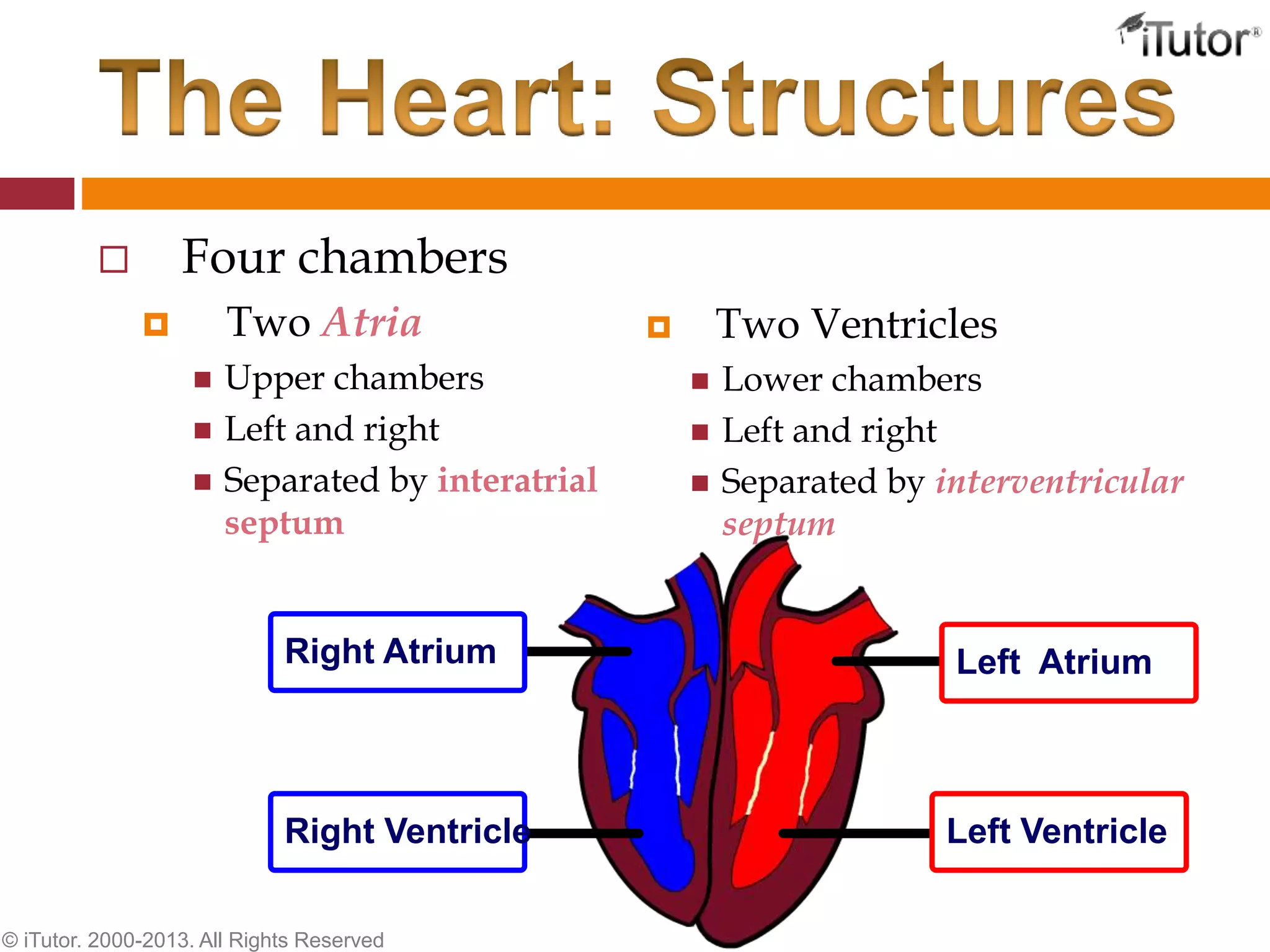  Four chambers
 Two Atria
 Upper chambers
 Left and right
 Separated by interatrial
septum
 Two Ventricles
 Lower chambers
 Left and right
 Separated by interventricular
septum
© iTutor. 2000-2013. All Rights Reserved
Right Ventricle
Right Atrium
Left Ventricle
Left Atrium
 