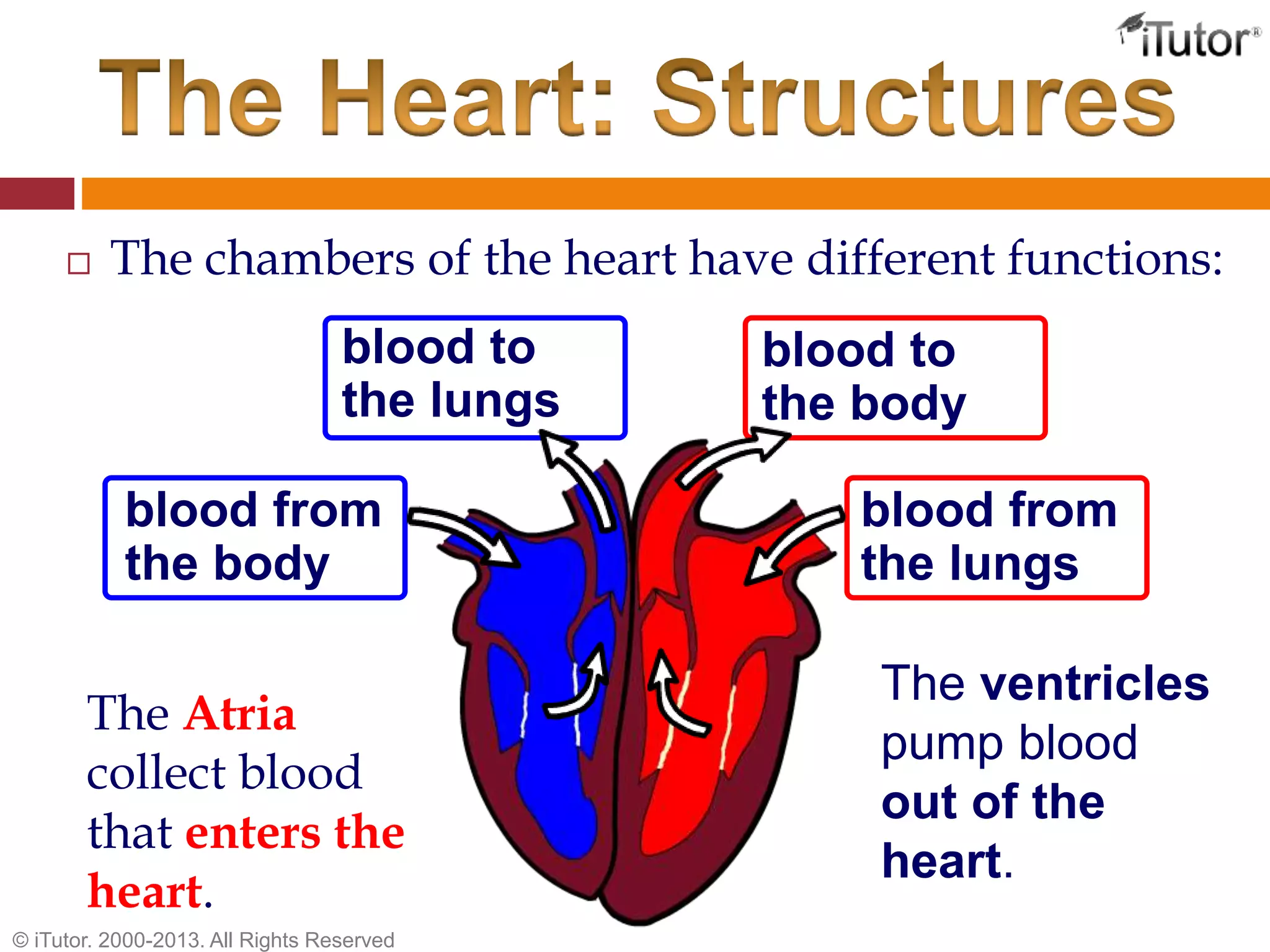  The chambers of the heart have different functions:
blood to
the body
blood from
the body
blood to
the lungs
blood from
the lungs
The Atria
collect blood
that enters the
heart.
The ventricles
pump blood
out of the
heart.
© iTutor. 2000-2013. All Rights Reserved
 
