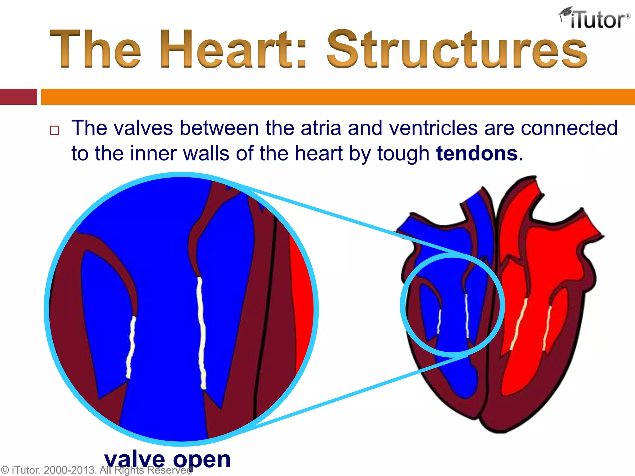  The valves between the atria and ventricles are connected
to the inner walls of the heart by tough tendons.
valve open© iTutor. 2000-2013. All Rights Reserved
 