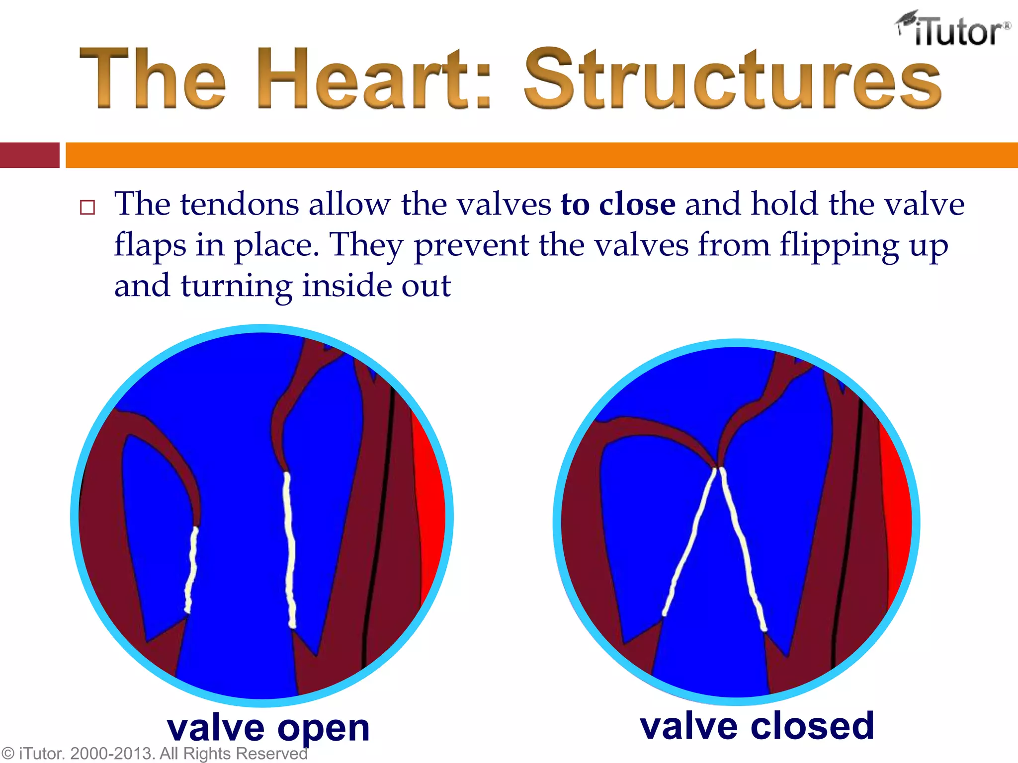  The tendons allow the valves to close and hold the valve
flaps in place. They prevent the valves from flipping up
and turning inside out
valve open valve closed
© iTutor. 2000-2013. All Rights Reserved
 