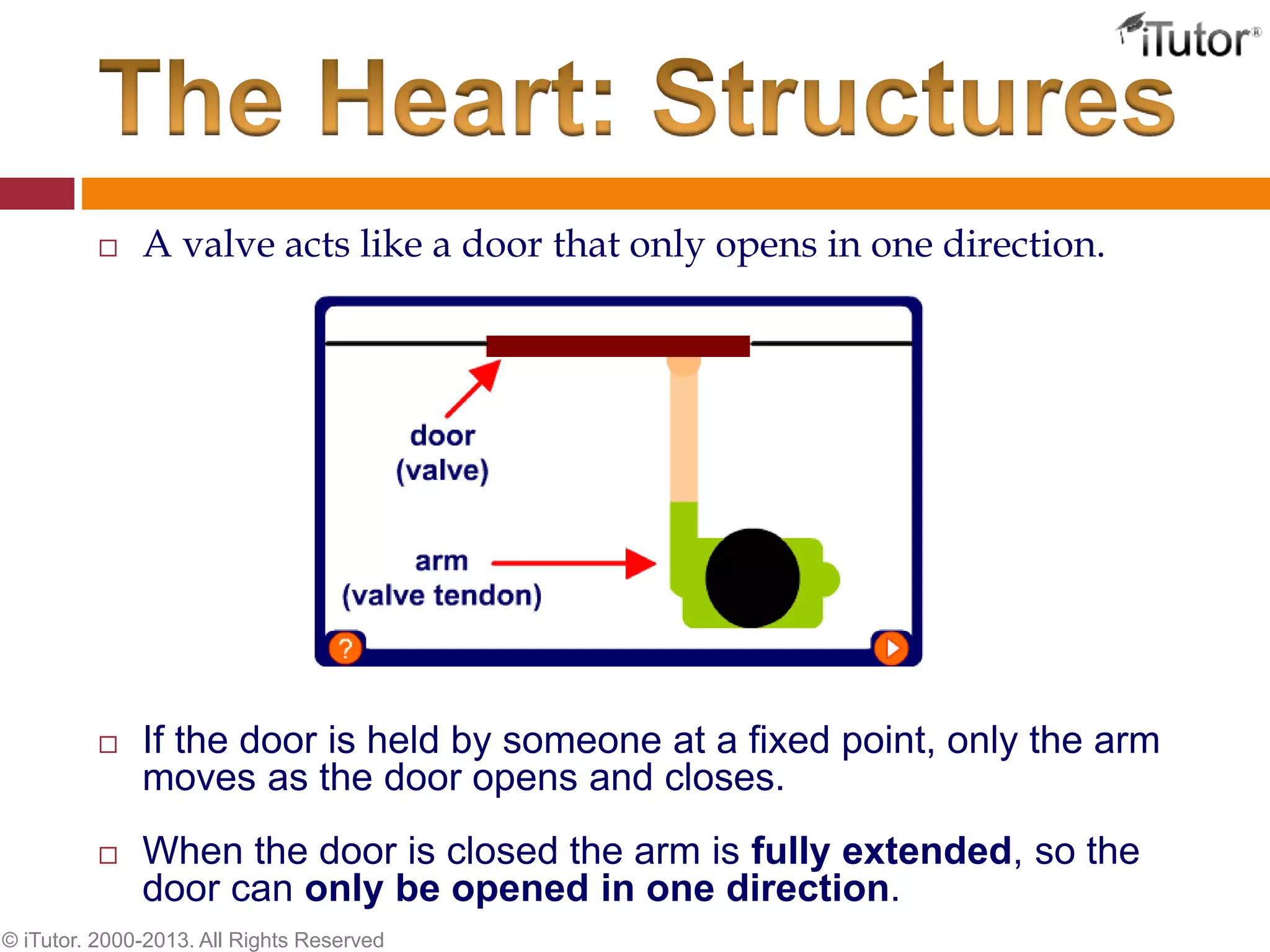  A valve acts like a door that only opens in one direction.
 If the door is held by someone at a fixed point, only the arm
moves as the door opens and closes.
 When the door is closed the arm is fully extended, so the
door can only be opened in one direction.
© iTutor. 2000-2013. All Rights Reserved
 