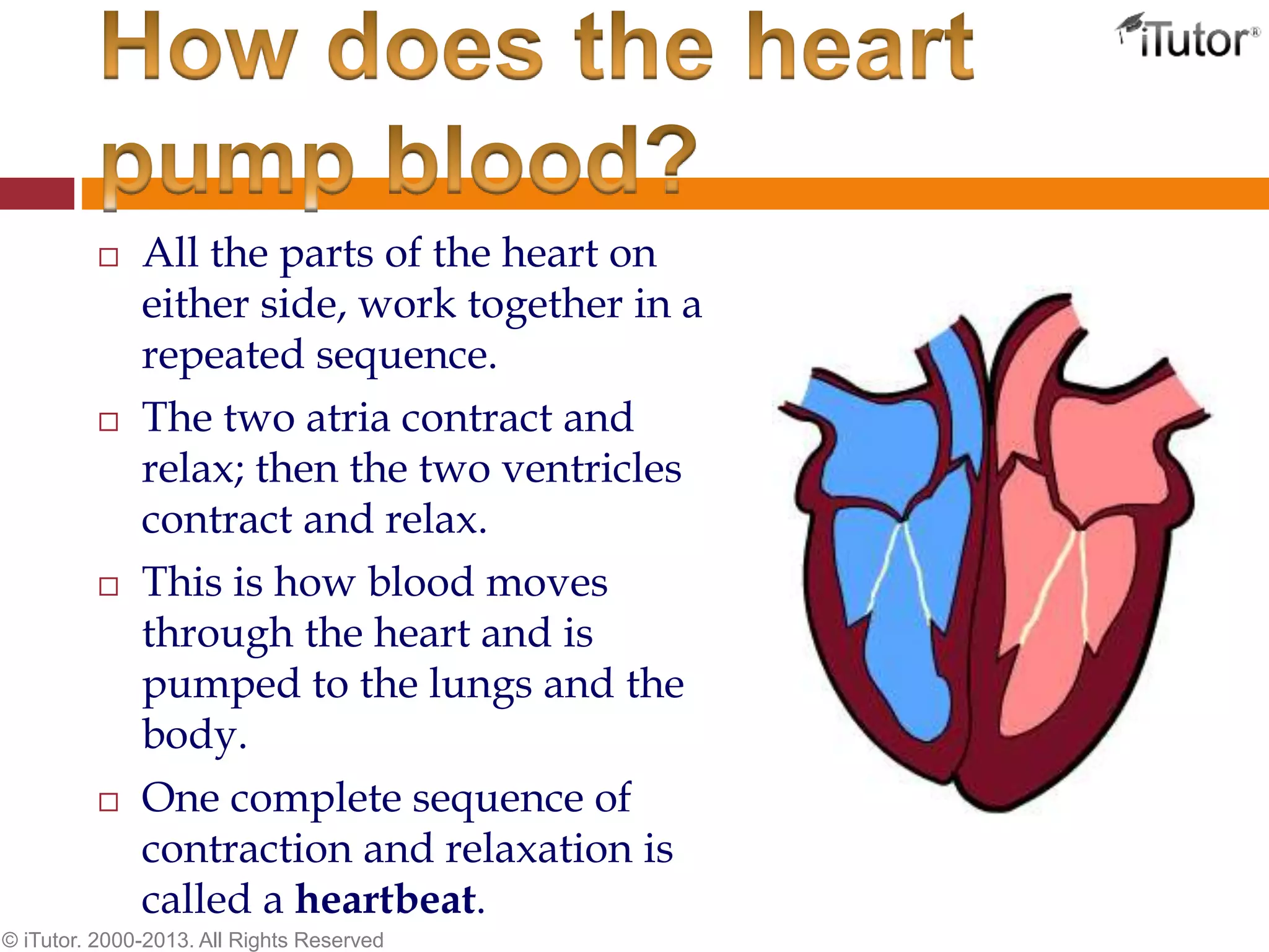  All the parts of the heart on
either side, work together in a
repeated sequence.
 The two atria contract and
relax; then the two ventricles
contract and relax.
 This is how blood moves
through the heart and is
pumped to the lungs and the
body.
 One complete sequence of
contraction and relaxation is
called a heartbeat.
© iTutor. 2000-2013. All Rights Reserved
 