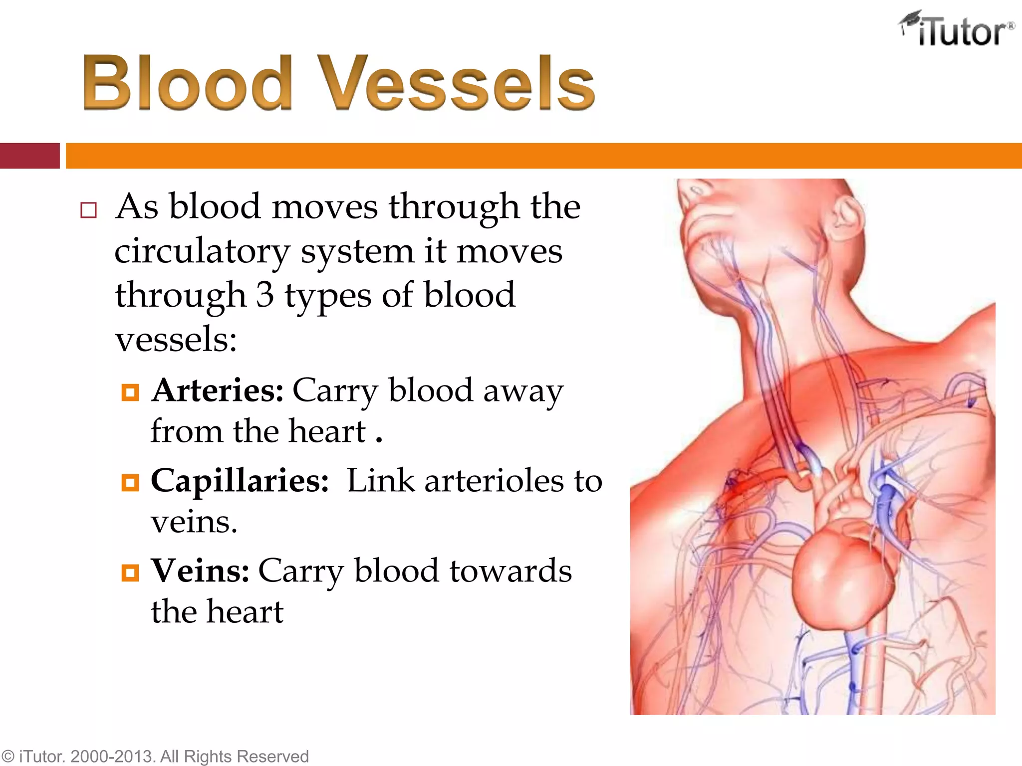  As blood moves through the
circulatory system it moves
through 3 types of blood
vessels:
 Arteries: Carry blood away
from the heart .
 Capillaries: Link arterioles to
veins.
 Veins: Carry blood towards
the heart
© iTutor. 2000-2013. All Rights Reserved
 