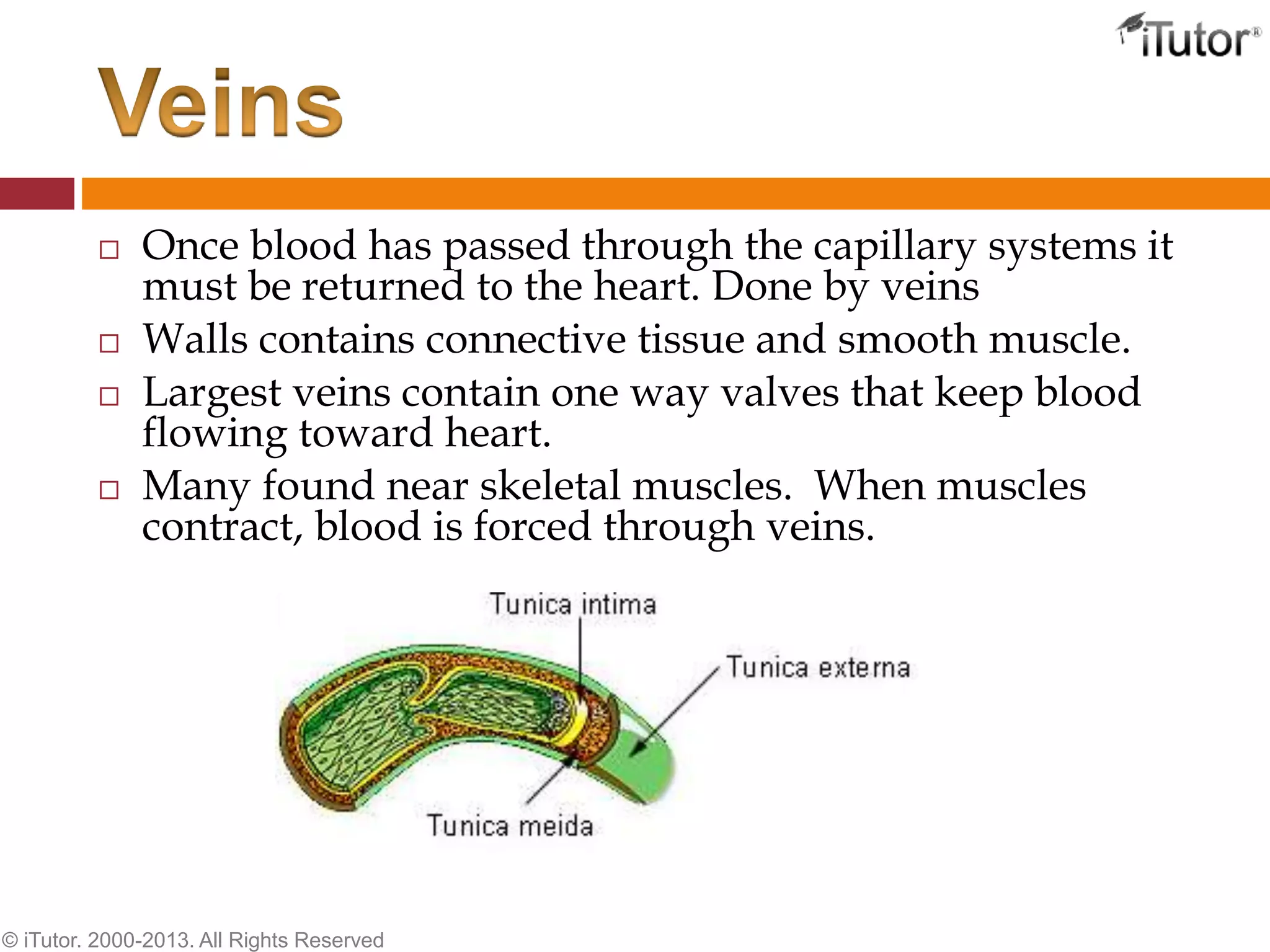  Once blood has passed through the capillary systems it
must be returned to the heart. Done by veins
 Walls contains connective tissue and smooth muscle.
 Largest veins contain one way valves that keep blood
flowing toward heart.
 Many found near skeletal muscles. When muscles
contract, blood is forced through veins.
© iTutor. 2000-2013. All Rights Reserved
 