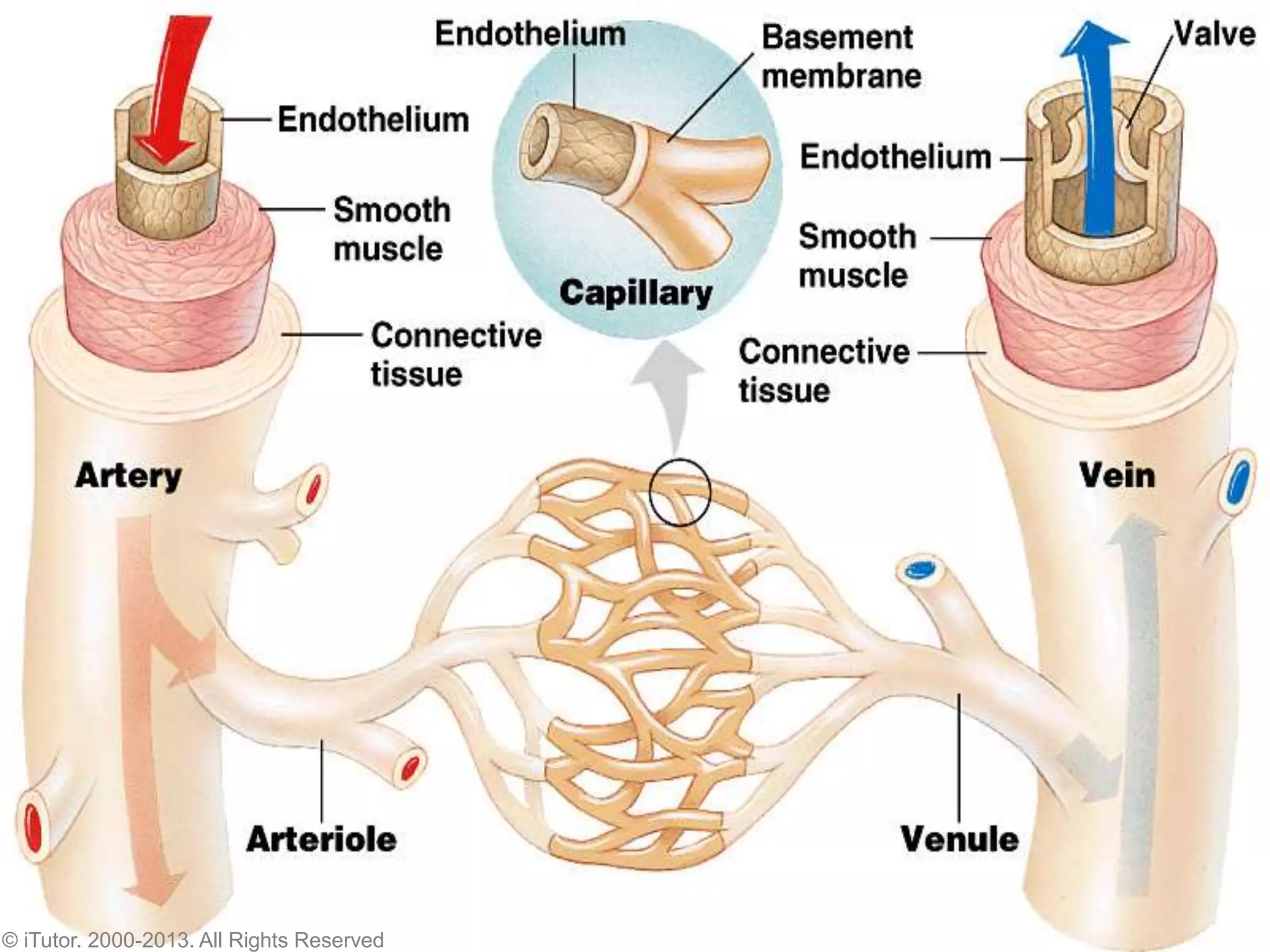 © iTutor. 2000-2013. All Rights Reserved
 