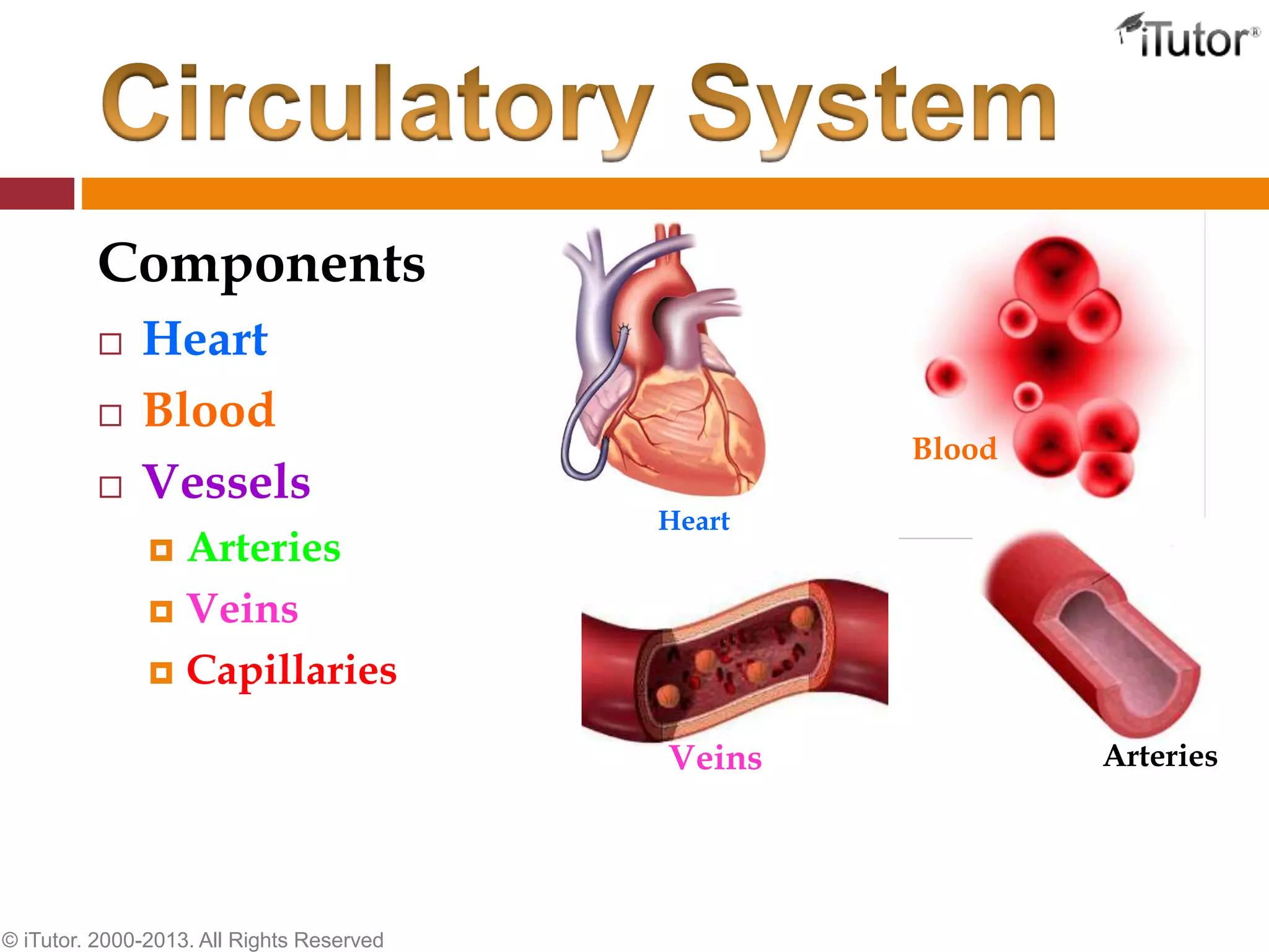 Components
 Heart
 Blood
 Vessels
 Arteries
 Veins
 Capillaries
Heart
Blood
ArteriesVeins
© iTutor. 2000-2013. All Rights Reserved
 
