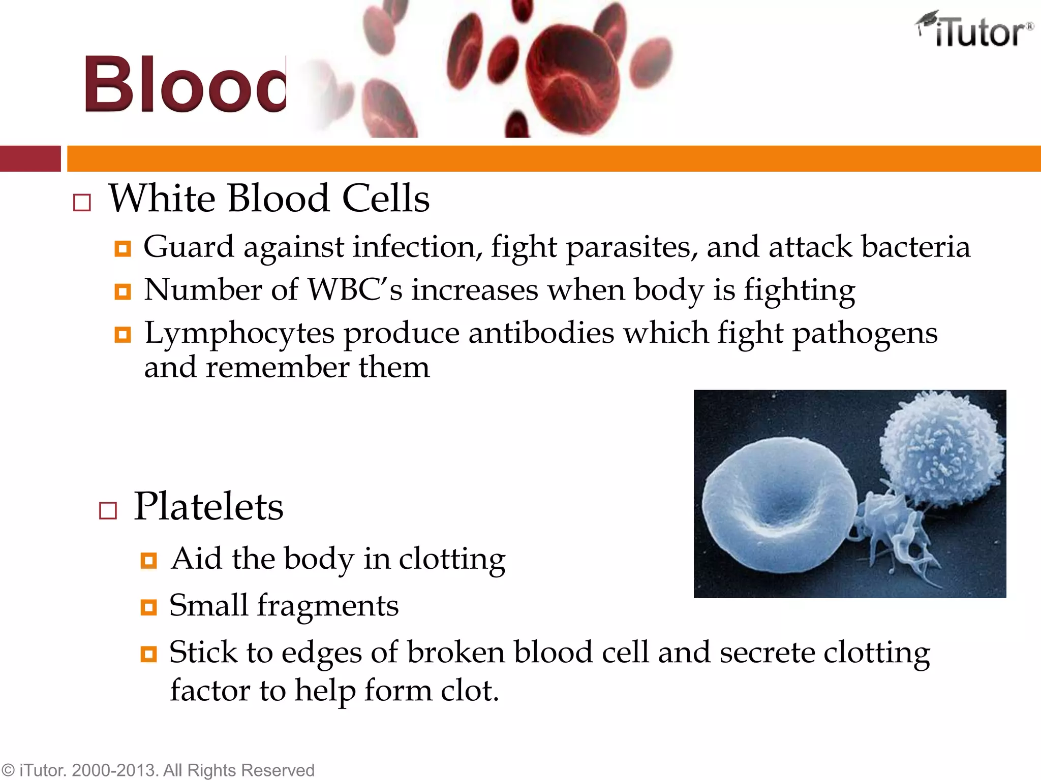  White Blood Cells
 Guard against infection, fight parasites, and attack bacteria
 Number of WBC’s increases when body is fighting
 Lymphocytes produce antibodies which fight pathogens
and remember them
Blood
© iTutor. 2000-2013. All Rights Reserved
 Platelets
 Aid the body in clotting
 Small fragments
 Stick to edges of broken blood cell and secrete clotting
factor to help form clot.
 