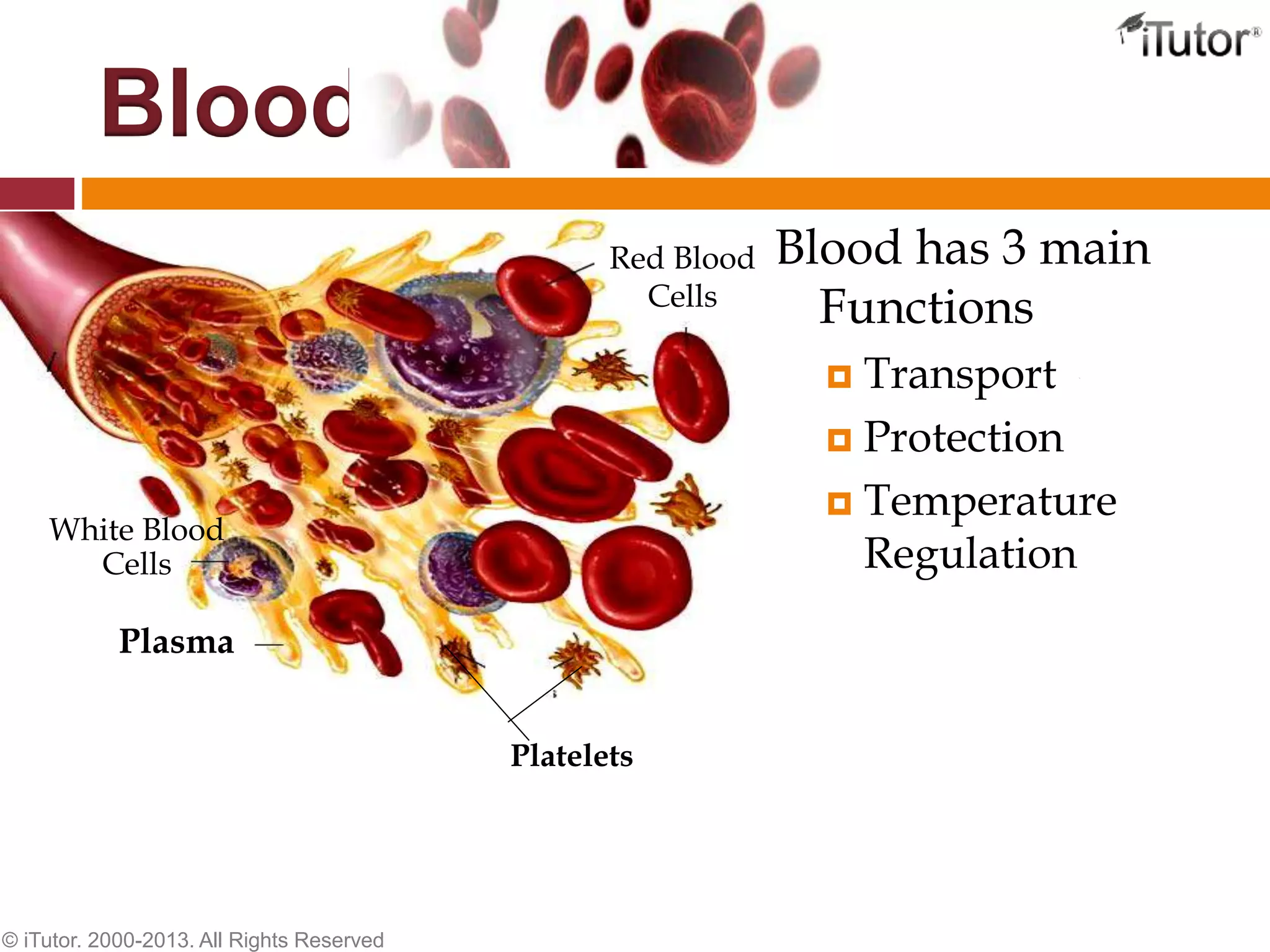 Blood
Blood has 3 main
Functions
 Transport
 Protection
 Temperature
Regulation
© iTutor. 2000-2013. All Rights Reserved
Plasma
Red Blood
Cells
Platelets
White Blood
Cells
 