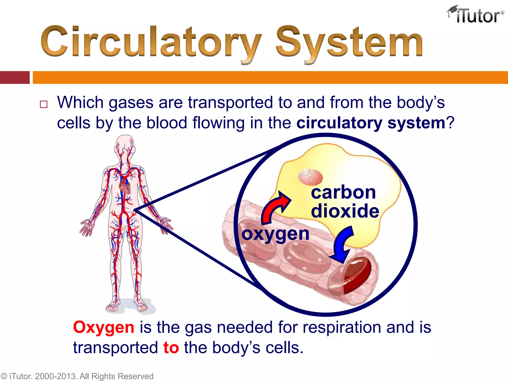  Which gases are transported to and from the body’s
cells by the blood flowing in the circulatory system?
carbon
dioxide
oxygen
Oxygen is the gas needed for respiration and is
transported to the body’s cells.
© iTutor. 2000-2013. All Rights Reserved
 