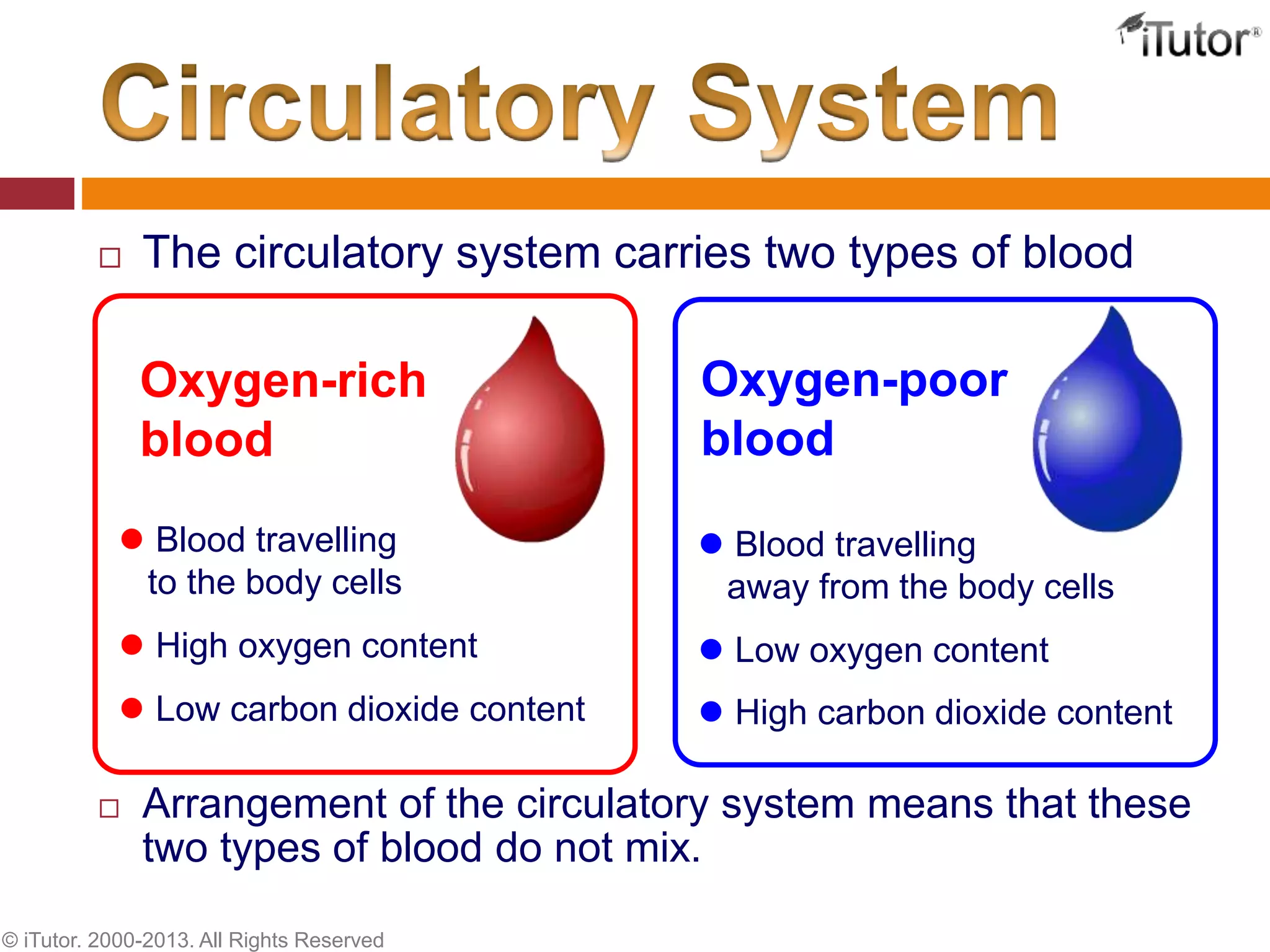  The circulatory system carries two types of blood
 Arrangement of the circulatory system means that these
two types of blood do not mix.
Oxygen-rich
blood
c
Oxygen-poor
blood
 Blood travelling
to the body cells
 High oxygen content
 Low carbon dioxide content
 Blood travelling
away from the body cells
 Low oxygen content
 High carbon dioxide content
© iTutor. 2000-2013. All Rights Reserved
 