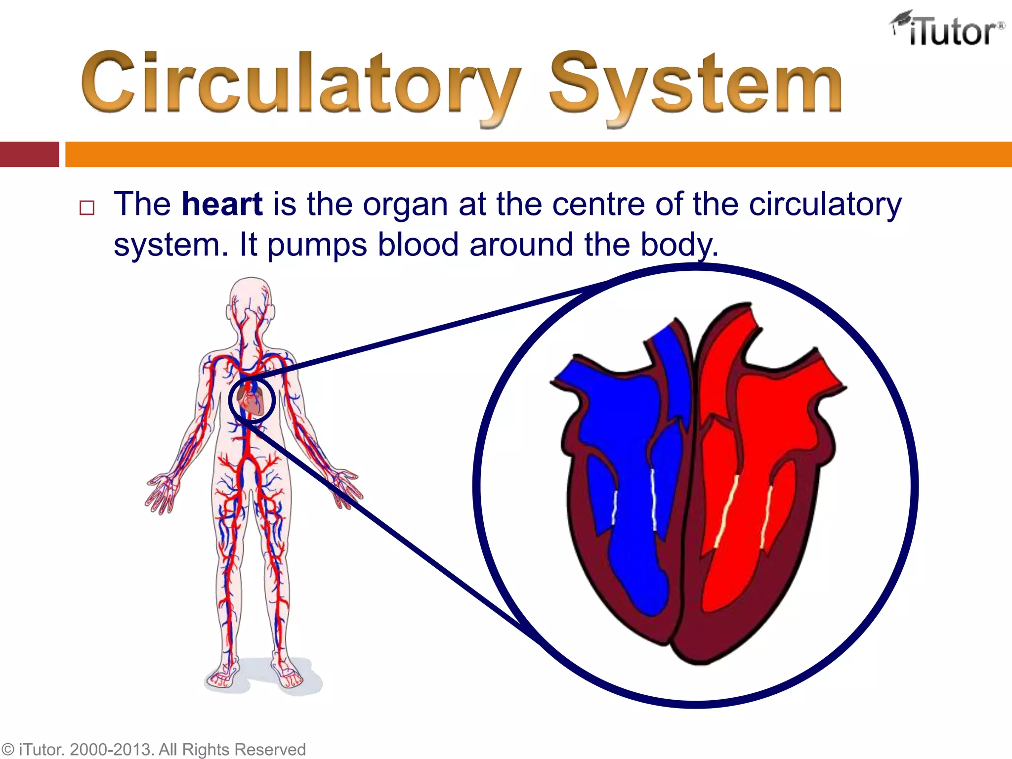  The heart is the organ at the centre of the circulatory
system. It pumps blood around the body.
© iTutor. 2000-2013. All Rights Reserved
 