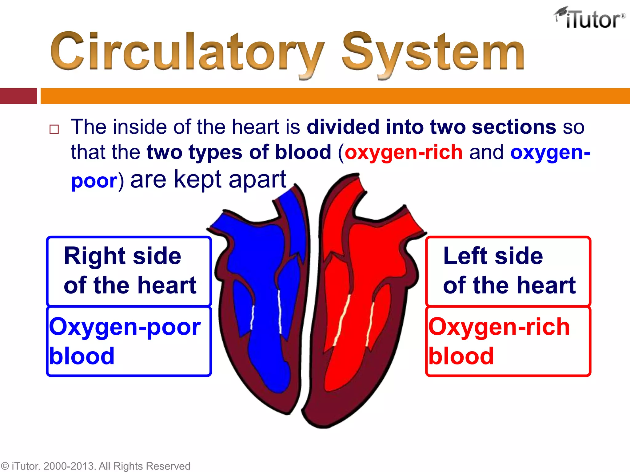  The inside of the heart is divided into two sections so
that the two types of blood (oxygen-rich and oxygen-
poor) are kept apart
Oxygen-poor
blood
Right side
of the heart
Oxygen-rich
blood
Left side
of the heart
© iTutor. 2000-2013. All Rights Reserved
 