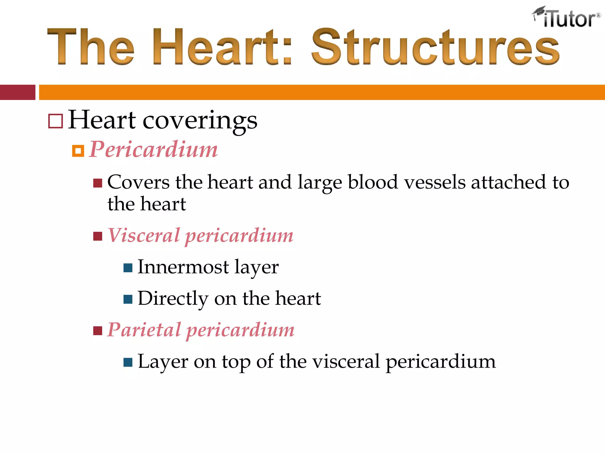  Heart coverings
 Pericardium
 Covers the heart and large blood vessels attached to
the heart
 Visceral pericardium
 Innermost layer
 Directly on the heart
 Parietal pericardium
 Layer on top of the visceral pericardium
 
