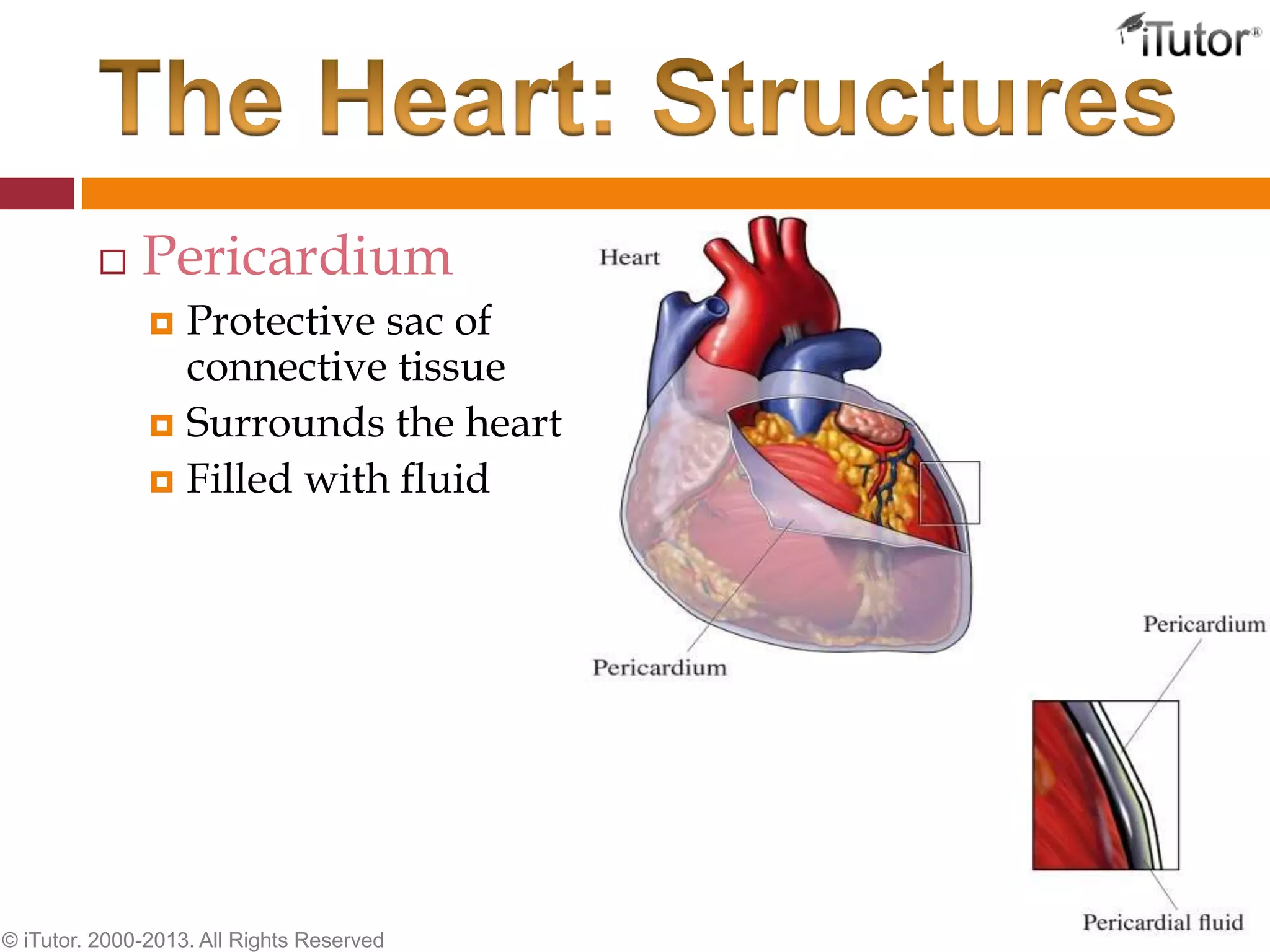  Pericardium
 Protective sac of
connective tissue
 Surrounds the heart
 Filled with fluid
© iTutor. 2000-2013. All Rights Reserved
 