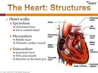 Heart walls:
 Epicardium
 Outermost layer
 Fat to cushion heart
 Myocardium
 Middle layer
 Primarily cardiac muscle
 Endocardium
 Innermost layer
 Thin and smooth
 Stretches as the heart pumps
© iTutor. 2000-2013. All Rights Reserved
 
