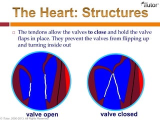  The tendons allow the valves to close and hold the valve
flaps in place. They prevent the valves from flipping up
and turning inside out
valve open valve closed
© iTutor. 2000-2013. All Rights Reserved
 