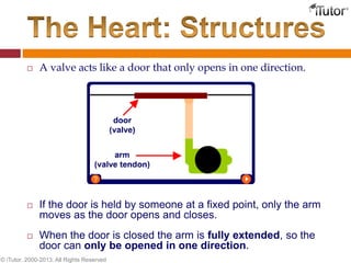  A valve acts like a door that only opens in one direction.
 If the door is held by someone at a fixed point, only the arm
moves as the door opens and closes.
 When the door is closed the arm is fully extended, so the
door can only be opened in one direction.
© iTutor. 2000-2013. All Rights Reserved
 