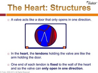  A valve acts like a door that only opens in one direction.
 In the heart, the tendons holding the valve are like the
arm holding the door.
 One end of each tendon is fixed to the wall of the heart
and so the valve can only open in one direction.
© iTutor. 2000-2013. All Rights Reserved
 