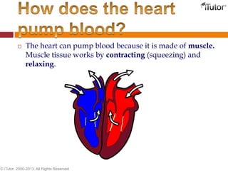  The heart can pump blood because it is made of muscle.
Muscle tissue works by contracting (squeezing) and
relaxing.
© iTutor. 2000-2013. All Rights Reserved
 