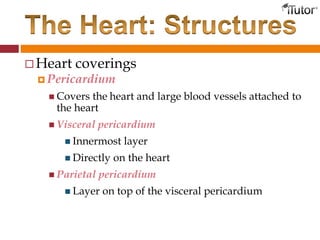  Heart coverings
 Pericardium
 Covers the heart and large blood vessels attached to
the heart
 Visceral pericardium
 Innermost layer
 Directly on the heart
 Parietal pericardium
 Layer on top of the visceral pericardium
 
