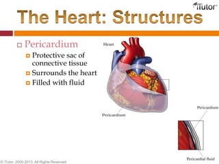  Pericardium
 Protective sac of
connective tissue
 Surrounds the heart
 Filled with fluid
© iTutor. 2000-2013. All Rights Reserved
 