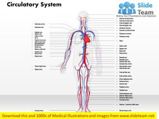 Circulatory system medical images for power point