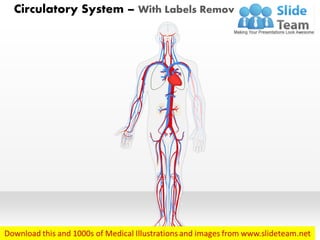 Systemic Circulation Without Label Circulatory System Diagram Without Labels