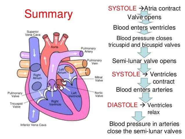 Circulatory system mine for 3rd