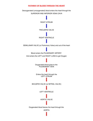 Circulatory System Notes | DOC