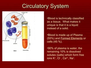 Circulatory System
Circulatory System
•Blood is technically classified
as a tissue. What makes it
unique is that it is a liquid
instead of a solid.
•Blood is made up of Plasma
(55%) and Formed Elements or
cells (45 %).
•90% of plasma is water, the
remaining 10% is dissolved
solutes (salts) which form free
ions K+
, Cl-
, Ca2+
, Na+
.
 