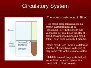 Circulatory System
Circulatory System
The types of cells found in Blood
•Red blood cells contain a special
protein called hemoglobin
(containing Fe2+)
that binds to and
transports oxygen. Each milliliter of
blood has about 5 million red blood
cells. These cells last only 4 months.
•White blood Cells, there are different
varieties of white blood cells, but all
play some role in the immune system.
•Platelets are cell fragments that act
to clot blood when a rupture has
occurred in a blood vessel.
 