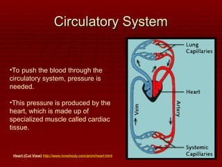 Circulatory System
Circulatory System
•To push the blood through the
circulatory system, pressure is
needed.
•This pressure is produced by the
heart, which is made up of
specialized muscle called cardiac
tissue.
Heart (Cut View) http://www.innerbody.com/anim/heart.html
 