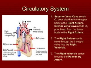 Circulatory System
Circulatory System
1. Superior Vena Cava sends
O2 poor blood from the upper
body to the Right Atrium.
Inferior Vena Cava sends O2
poor blood from the lower
body to the Right Atrium.
2. The Right Atrium sends
blood through the tricuspid
valve into the Right
Ventricle.
3. The Right ventricle sends
blood to the Pulmonary
Artery.
 