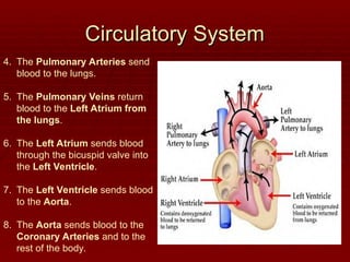 Circulatory System
Circulatory System
4. The Pulmonary Arteries send
blood to the lungs.
5. The Pulmonary Veins return
blood to the Left Atrium from
the lungs.
6. The Left Atrium sends blood
through the bicuspid valve into
the Left Ventricle.
7. The Left Ventricle sends blood
to the Aorta.
8. The Aorta sends blood to the
Coronary Arteries and to the
rest of the body.
 